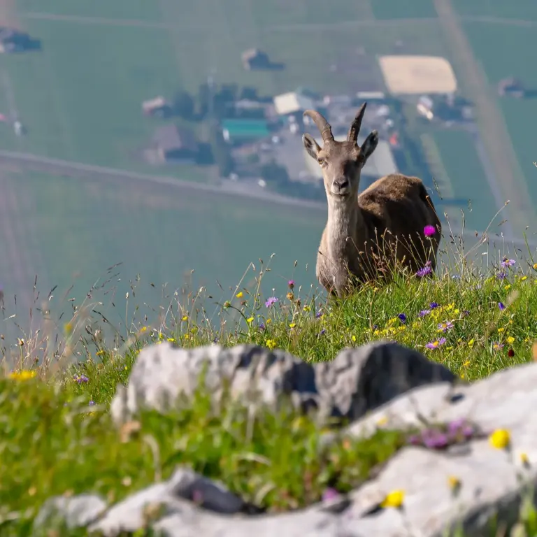 Chamois au-dessus de Sallanches